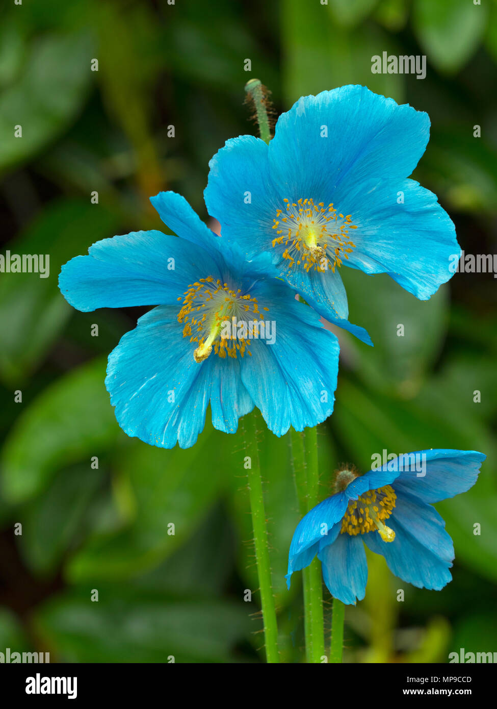 Himalayan Blue Poppy Meconopsis betonicifolia Stock Photo