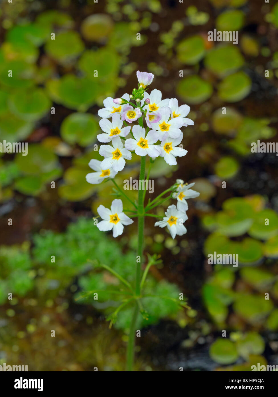 Water-violet Hottonia palustris County flower of Huntingdonshire Stock Photo