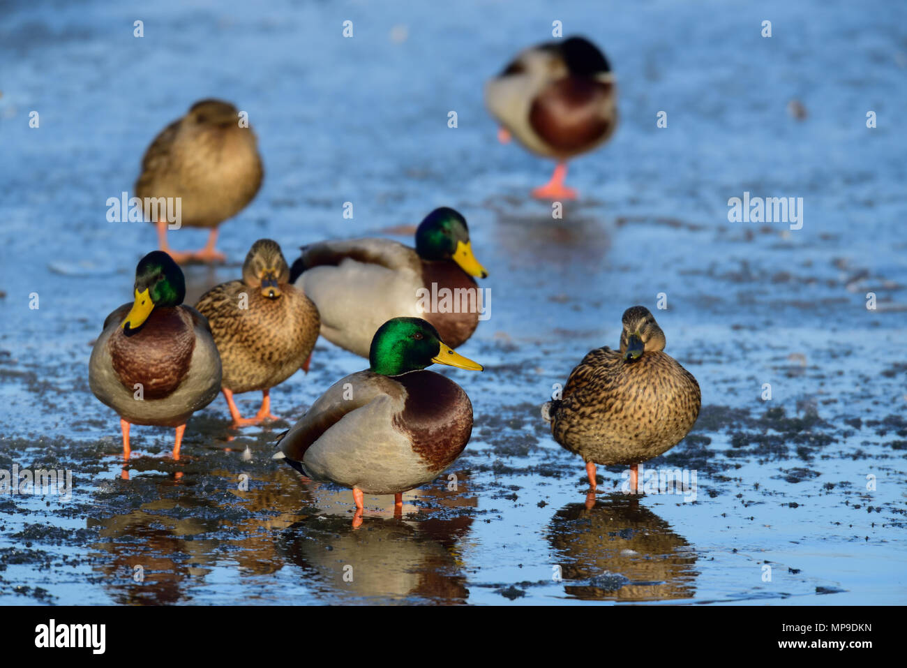 Mallard group on ice, (anas platyrhynchos), germany Stock Photo
