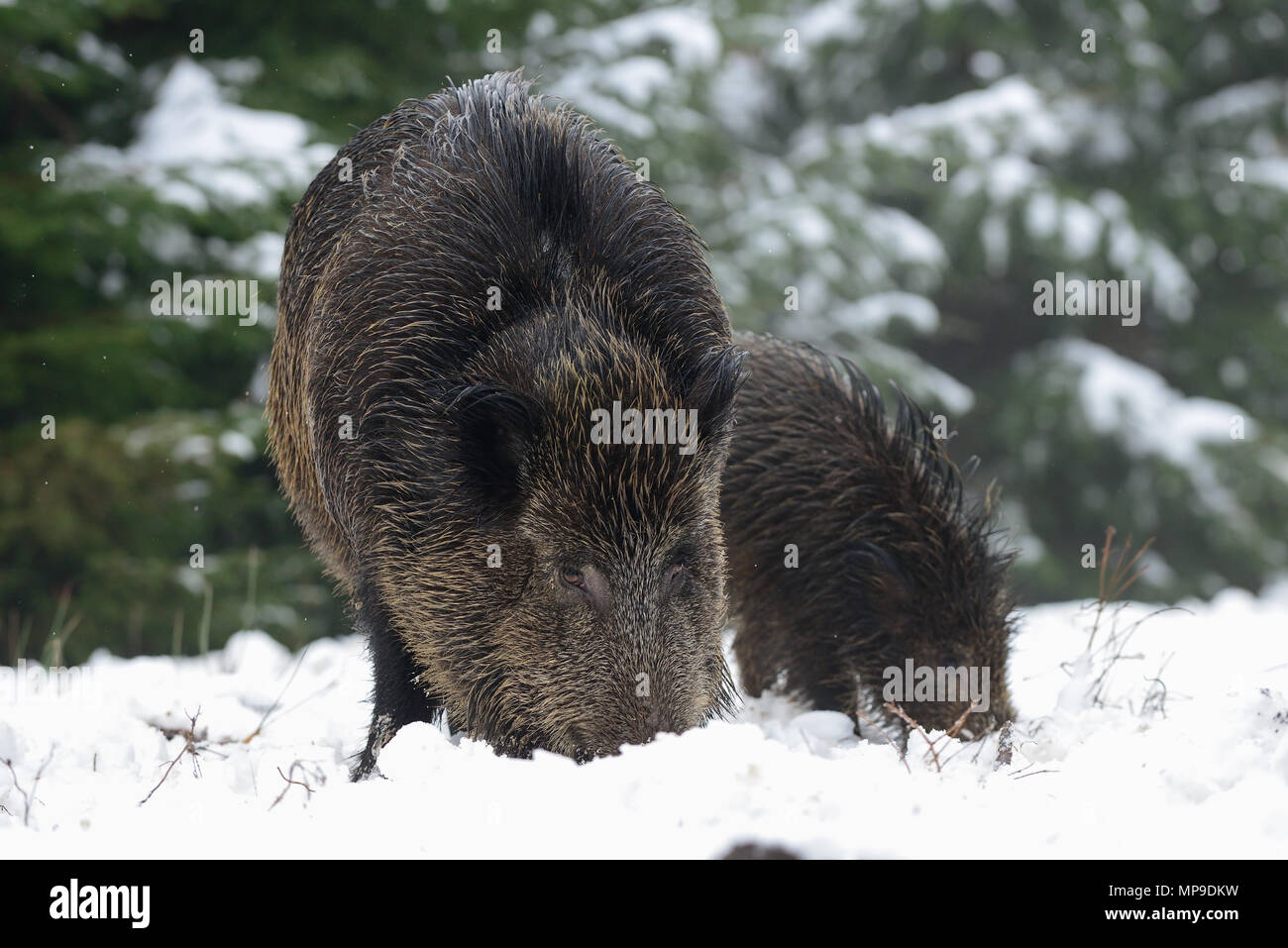 Wild boar in the winter forest, (sus scrofa), germany Stock Photo