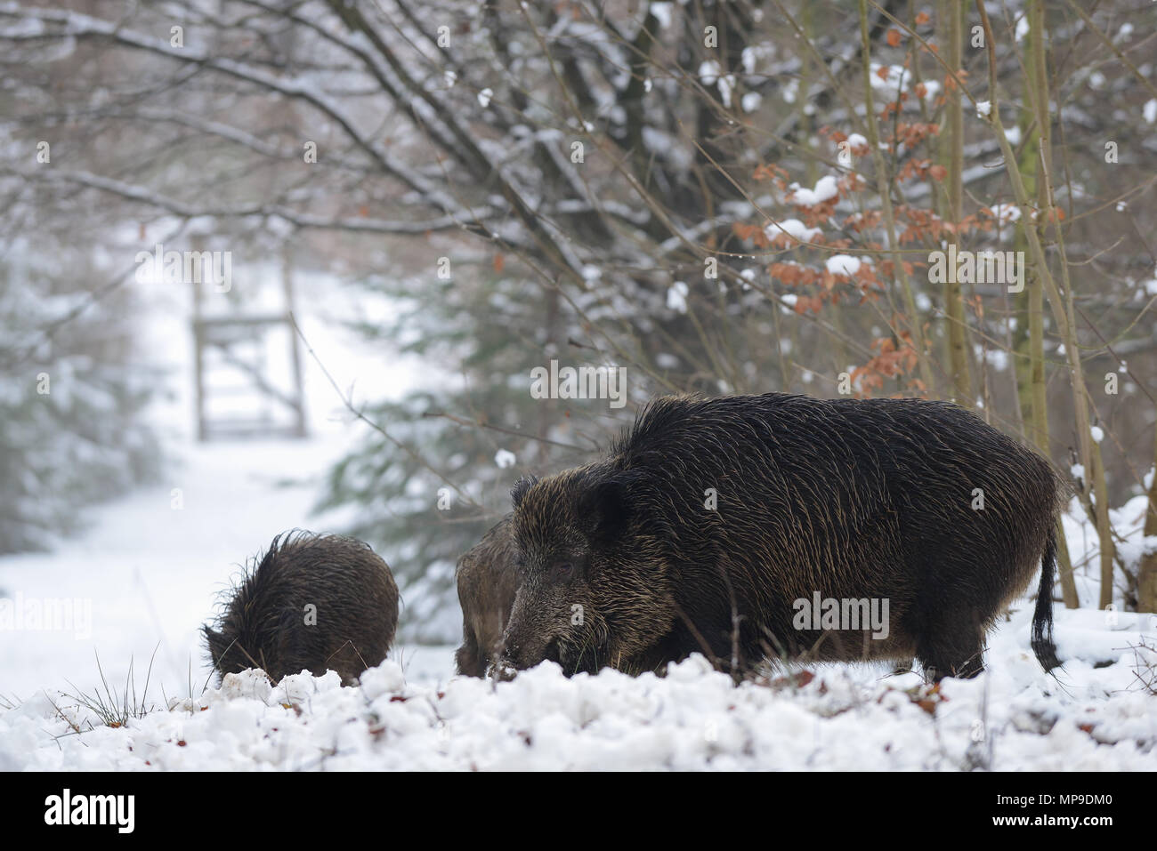 Wild boar family in the winter forest, (sus scrofa), germany Stock Photo