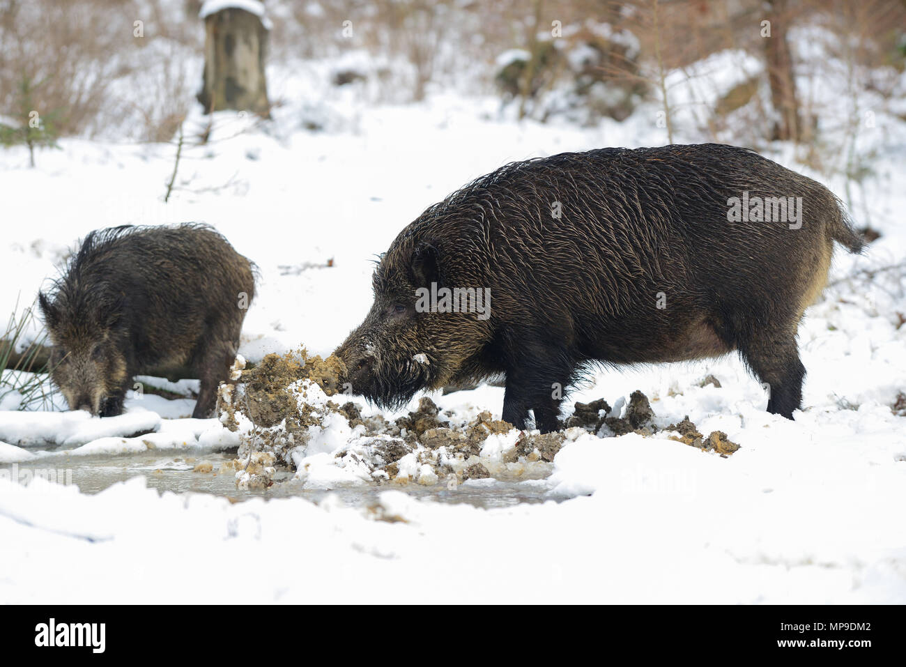 Wild boar on muddy pool in winter, (sus scrofa), germany Stock Photo