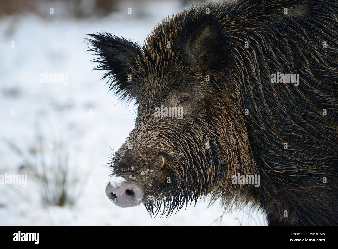 Wild boar head in the winter, (sus scrofa), germany Stock Photo