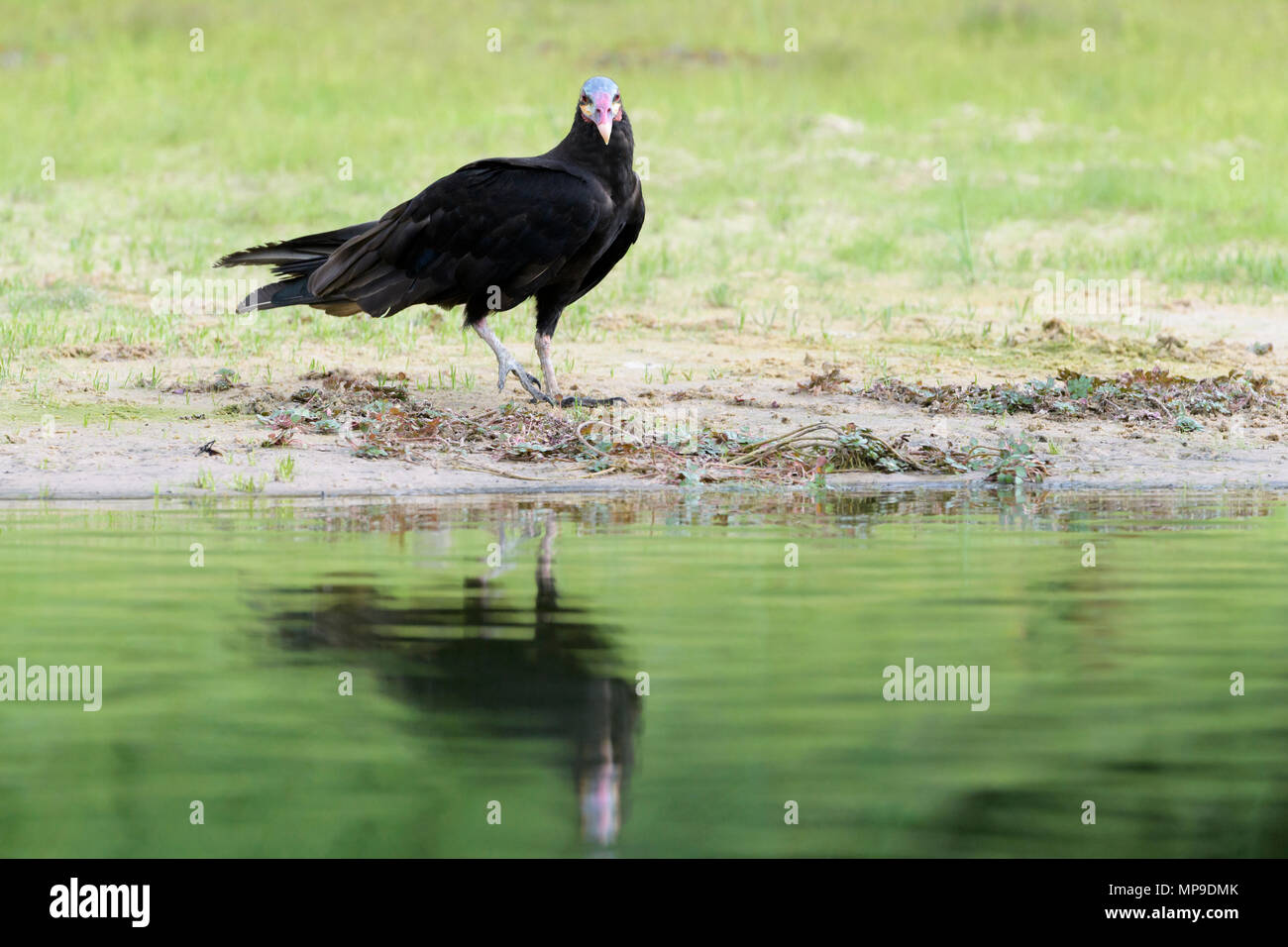 Lesser yellow-headed vulture (Cathartes burrovianus) at riverbank with reflection, Pantanal, Mato Grosso do Sul, Brazil Stock Photo