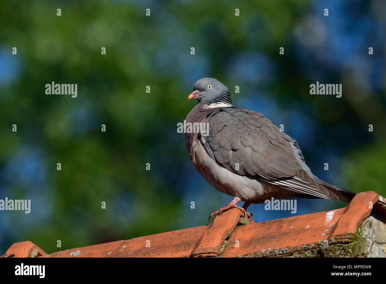 Woodpigeon on the house roof, (columba palumbus), germany Stock Photo