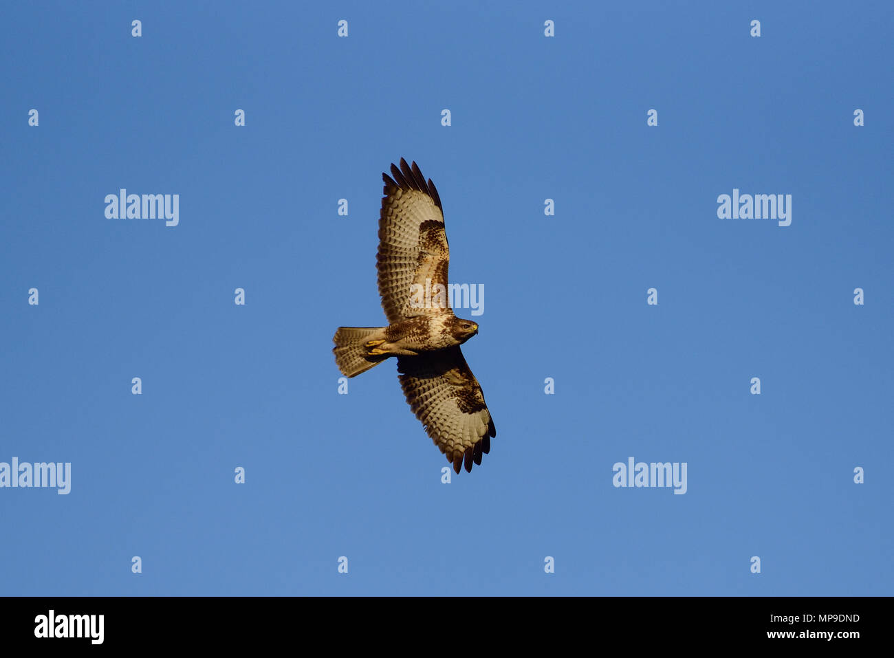 Common buzzard fly in the sky, (buteo buteo), germany Stock Photo
