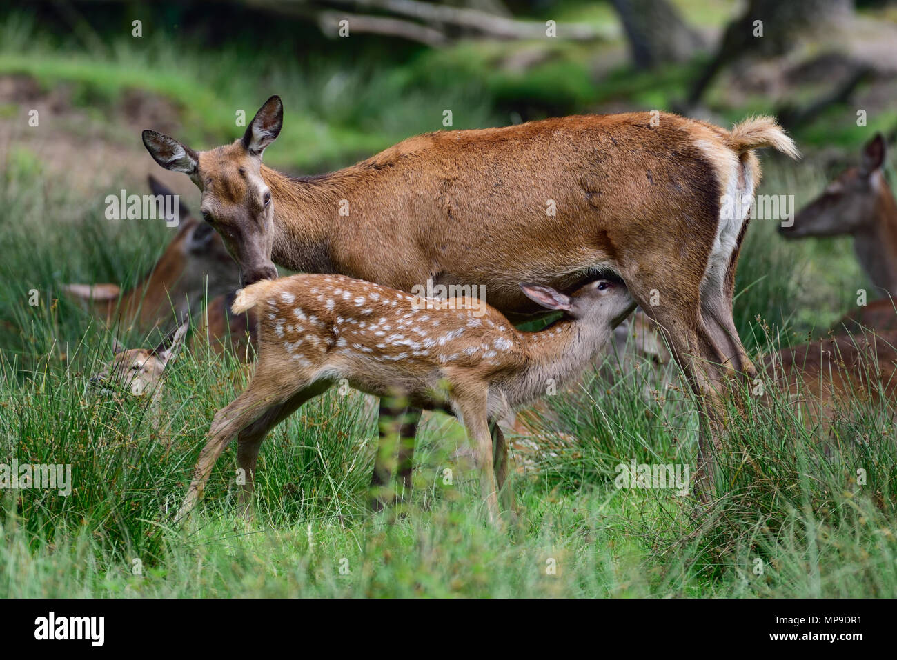 Red deer suckle her calf, summer, (cervus elaphus), germany Stock Photo