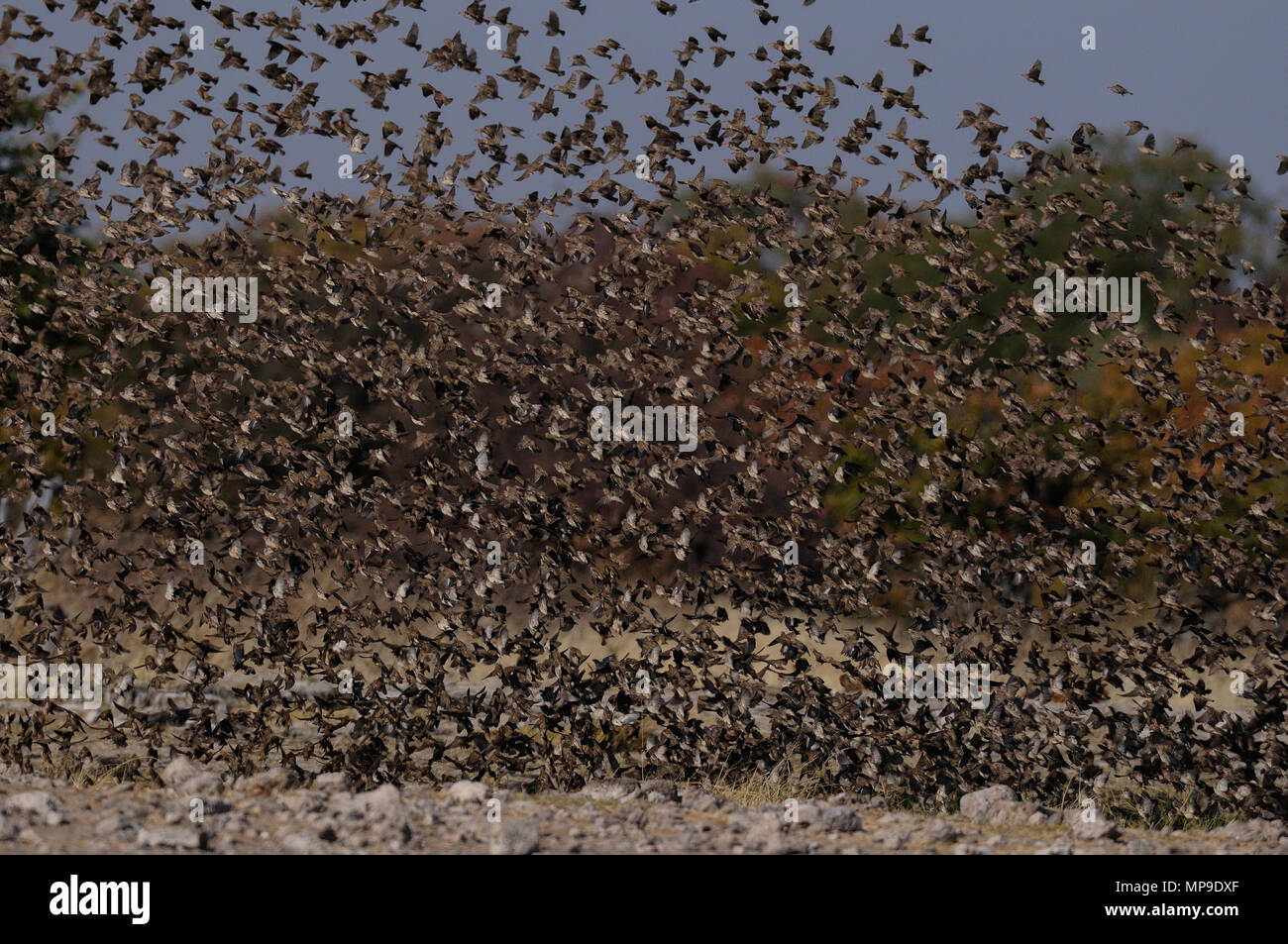 Big Redbilled quelea swarm at waterhole, (quelea quelea), etosha nationalpark, namibia Stock Photo