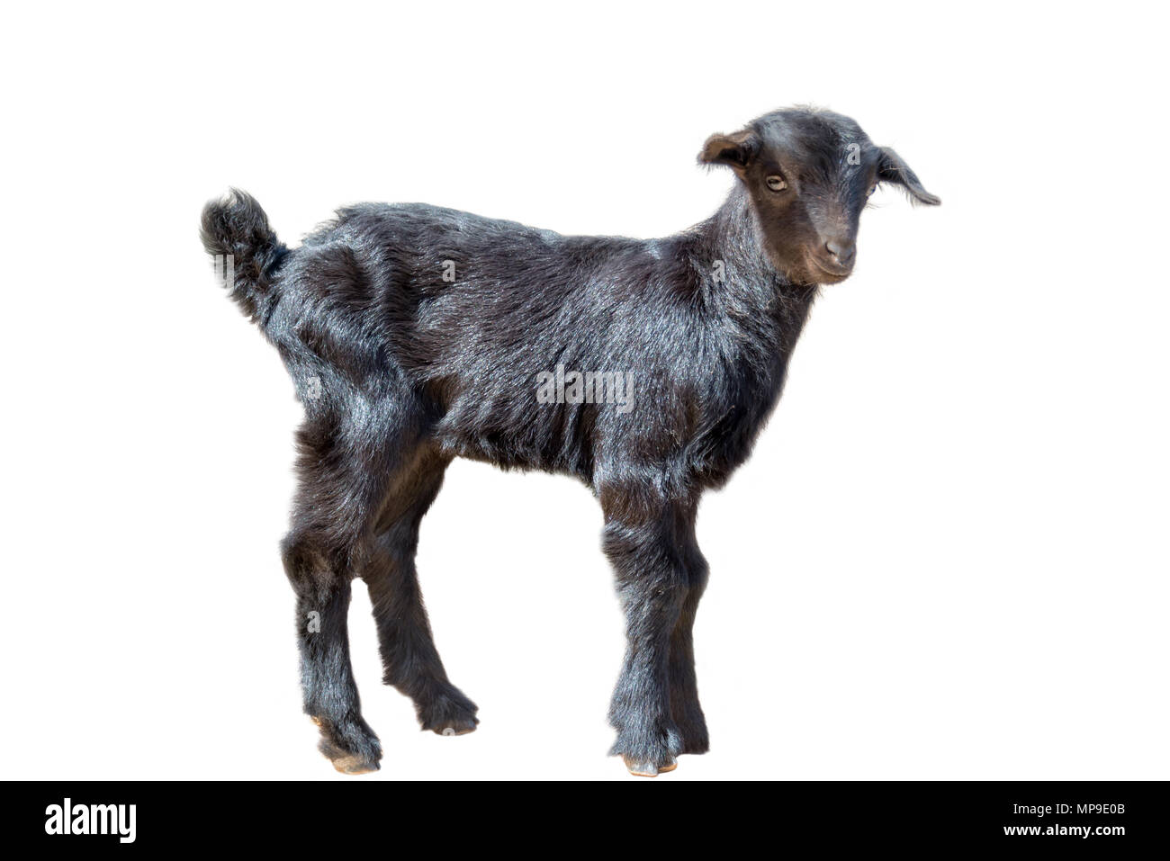 Cute black goat kid isolated on white background Stock Photo
