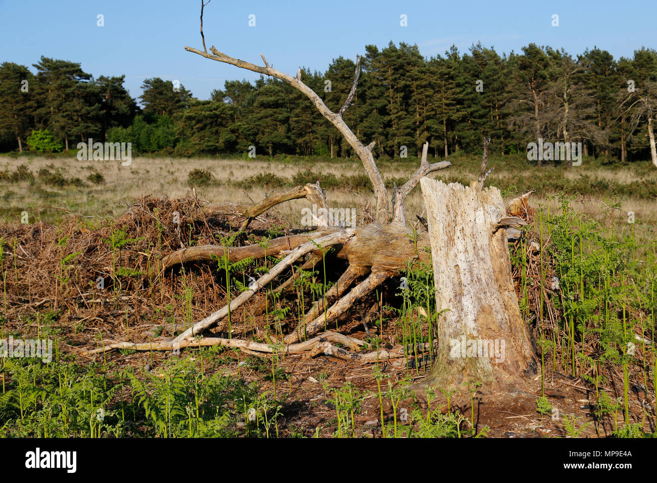 Fallen, dead tree, bleached in sunlight Stock Photo