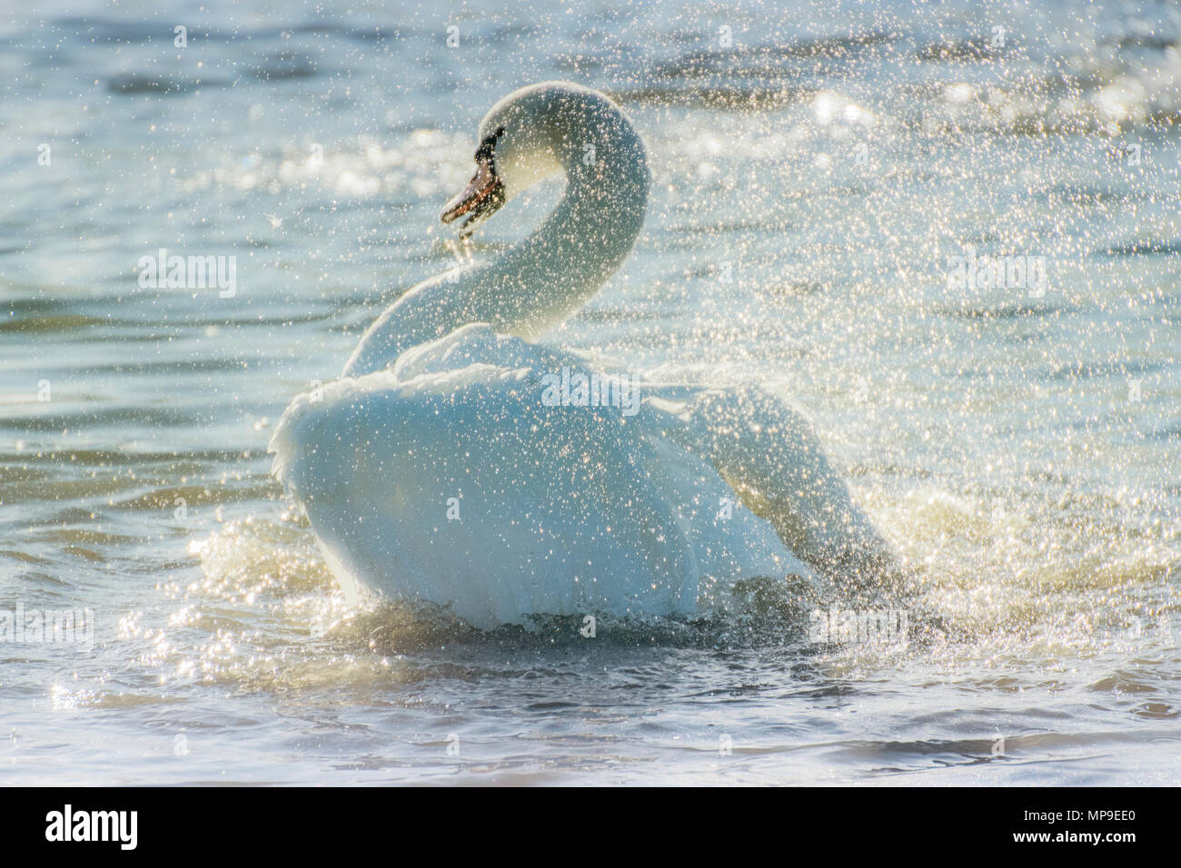 Swan Risers A swan raising their wings in a soft winter light Stock Photo - Alamy