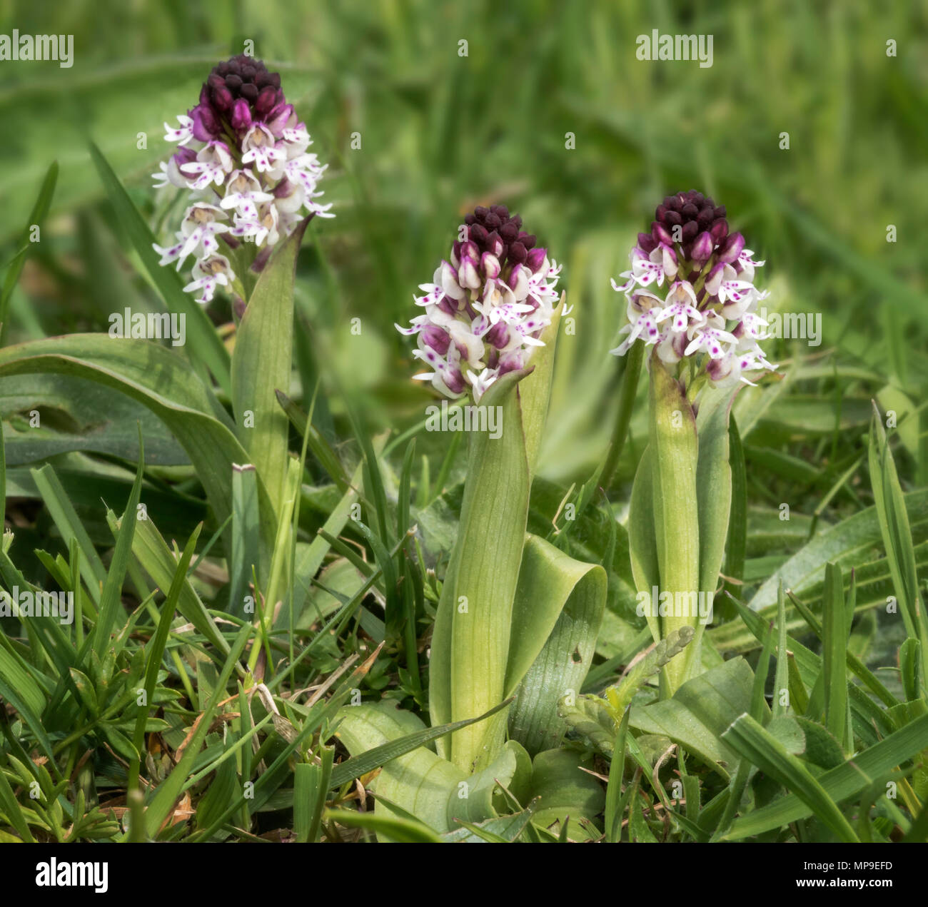 Burnt-tip orchid (Neotinia ustulata) also known as Orchis ustulata Stock Photo