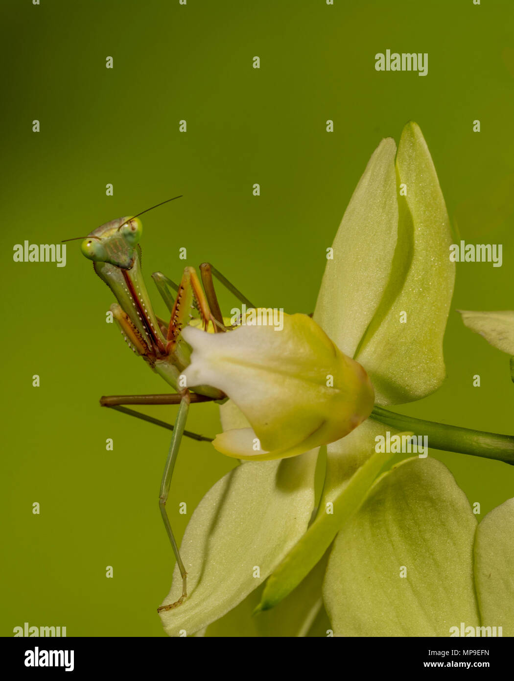 A praying Mantis on an orchid in a studio set up Stock Photo Alamy