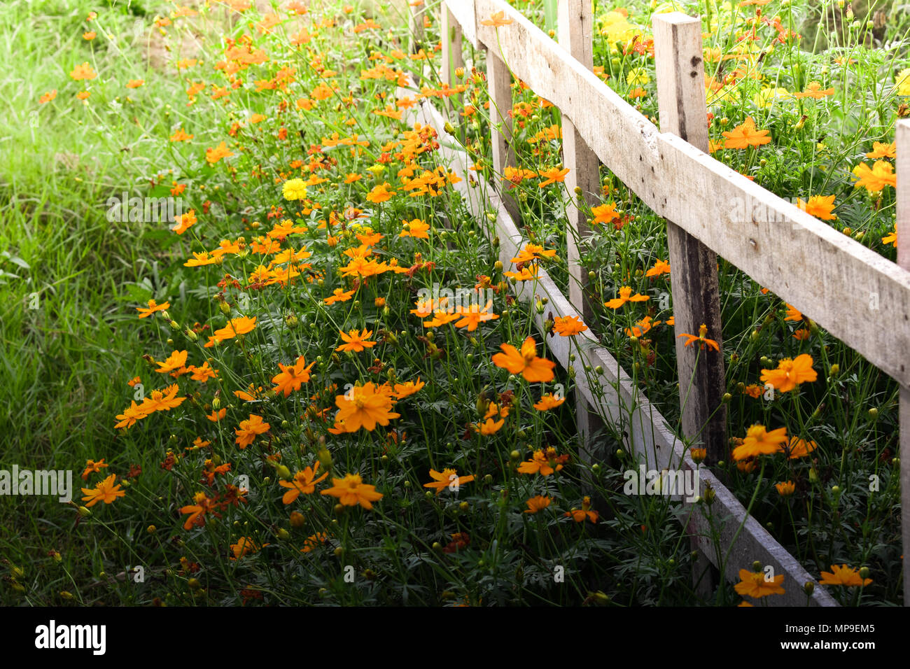 Old wood fence hi-res stock photography and images - Alamy