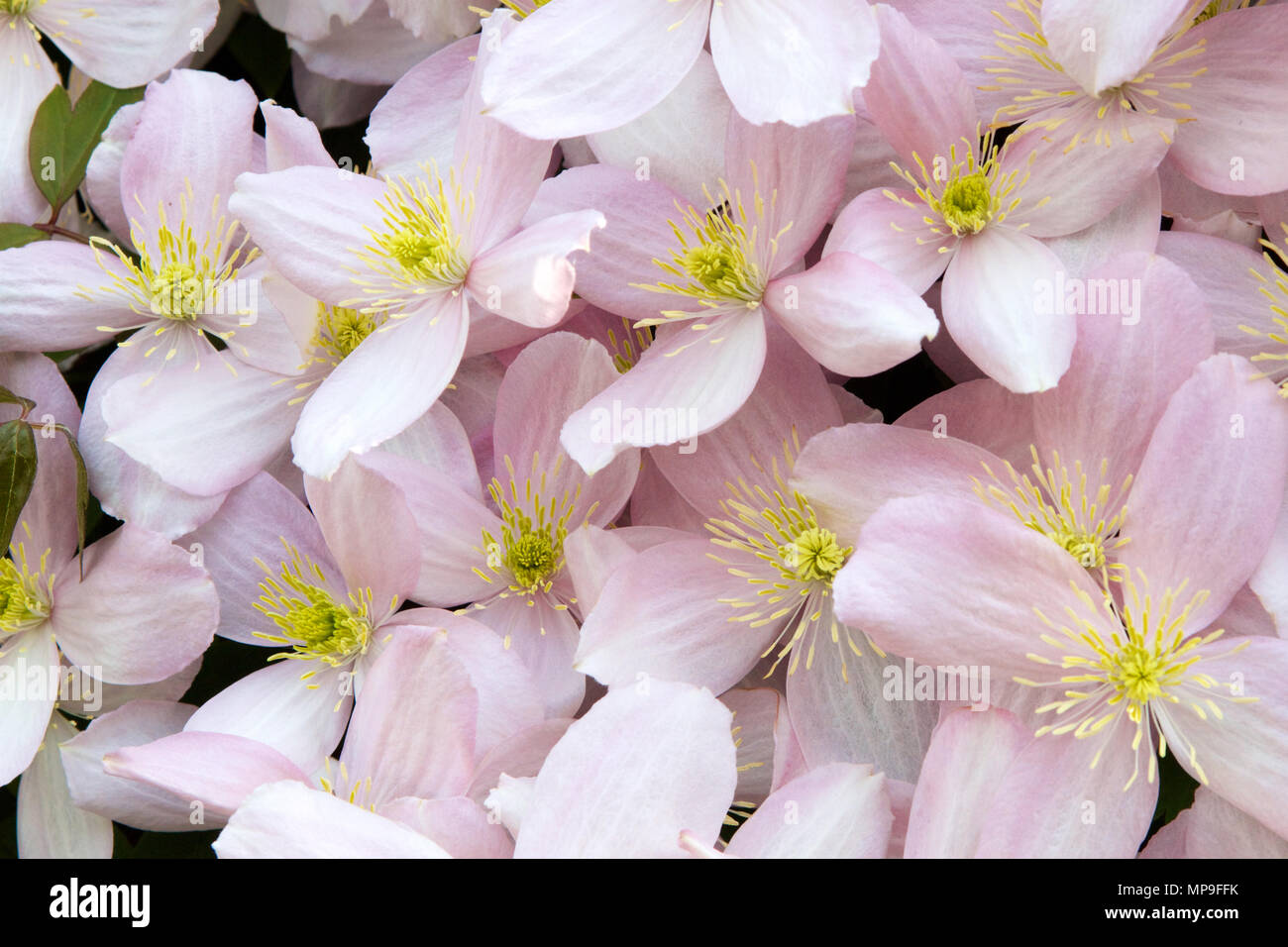 A Clematis Montana climbing plant with flowers in full bloom with pink petals and yellow stamen set against green leaves taken on a sunny late Spring  Stock Photo