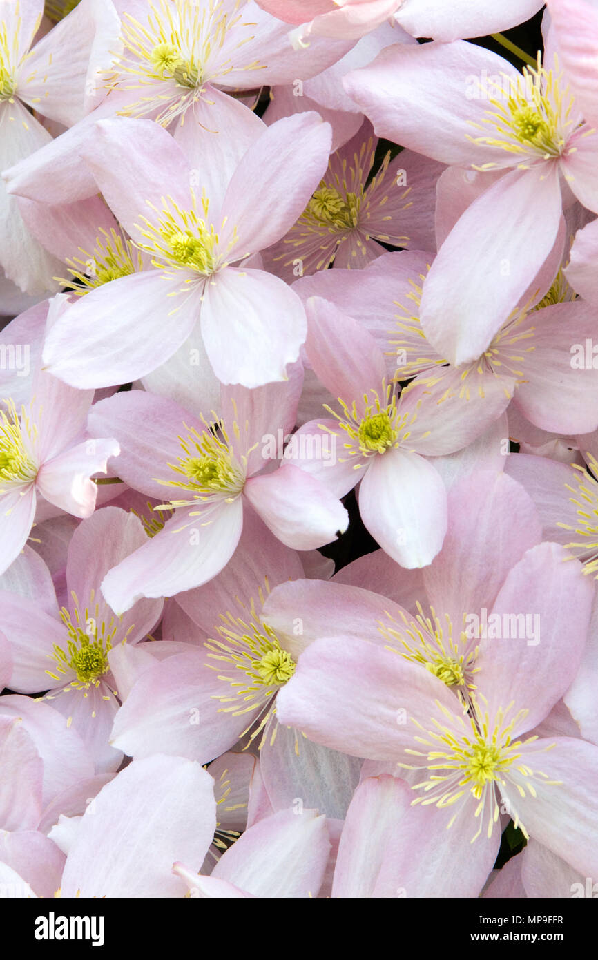A Clematis Montana climbing plant with flowers in full bloom with pink petals and yellow stamen set against green leaves taken on a sunny late Spring  Stock Photo