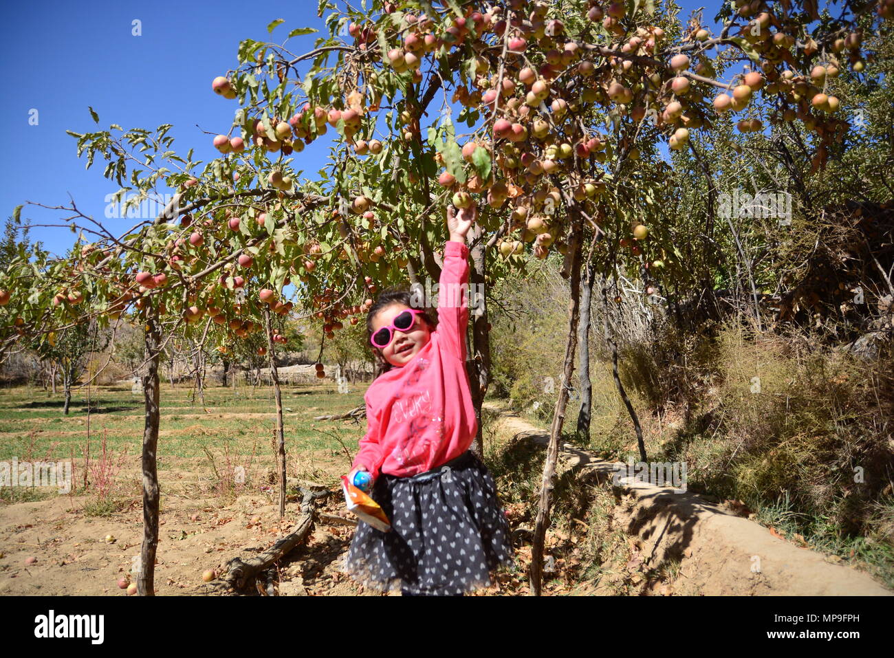 A girl picking up apples from a tree in a farm Stock Photo
