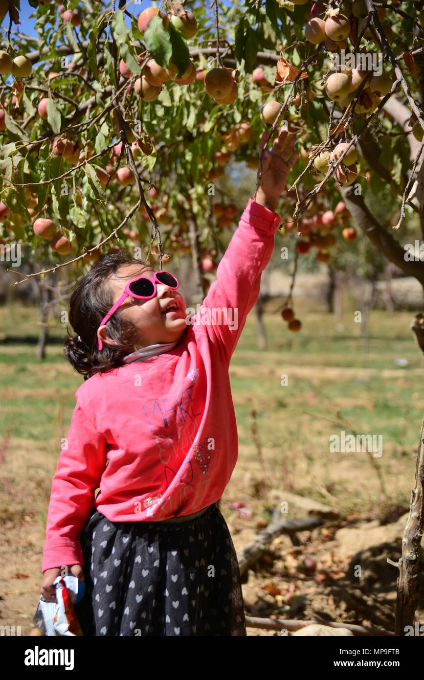 A girl picking up apples from a tree in a farm Stock Photo