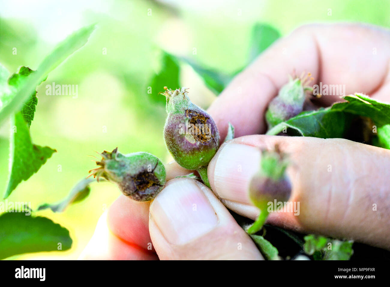 young ripening apple fruit damaged by heavy hail.climate change concept Stock Photo