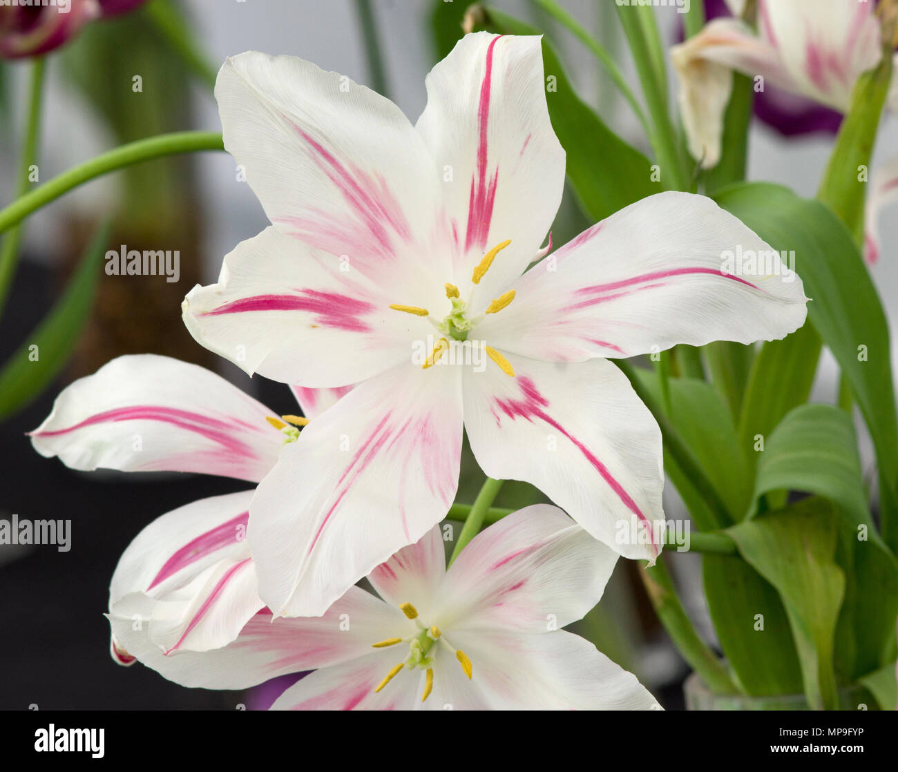 Tulip Marilyn Stock Photo