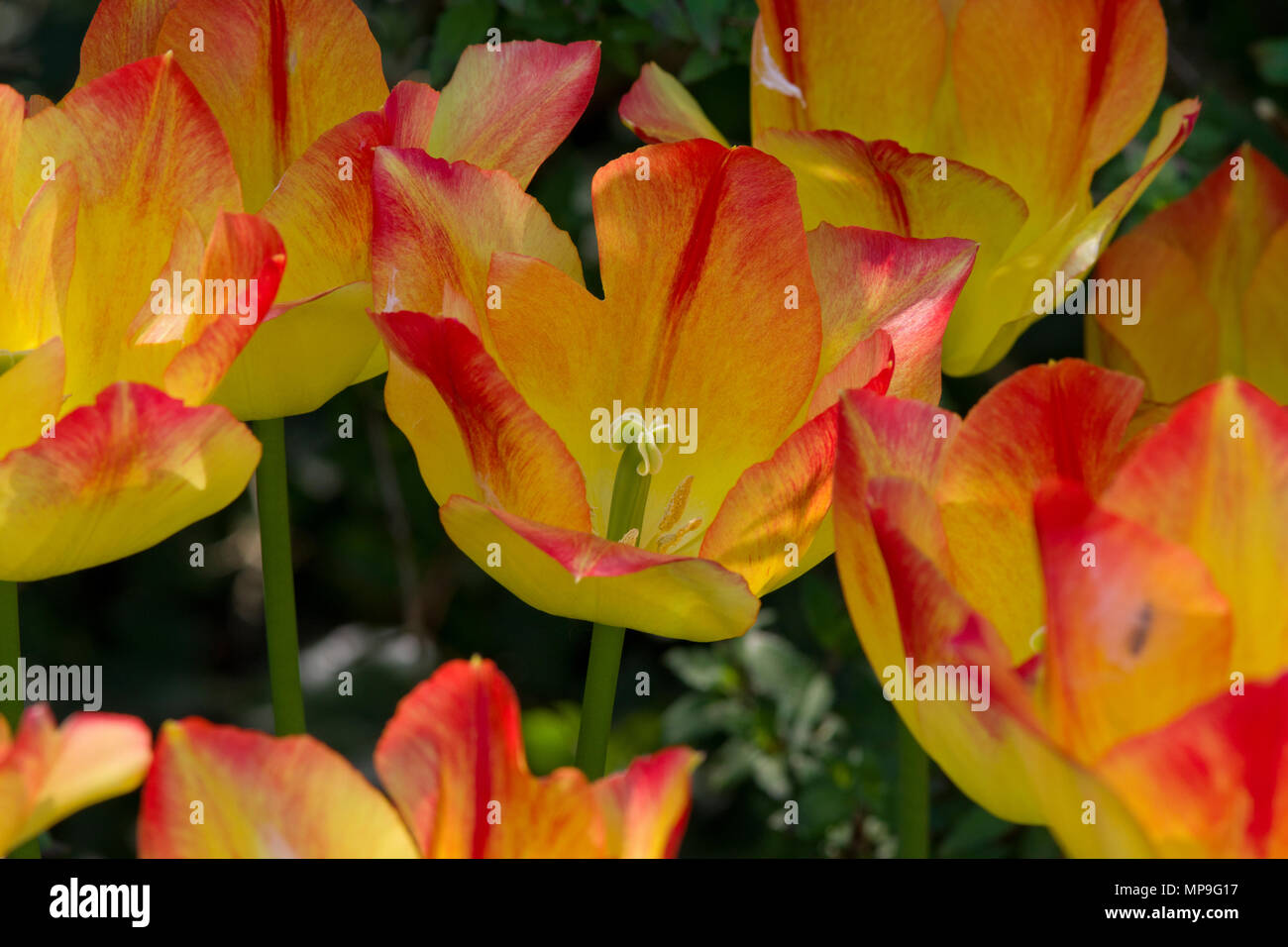Tulip Suncatcher Stock Photo