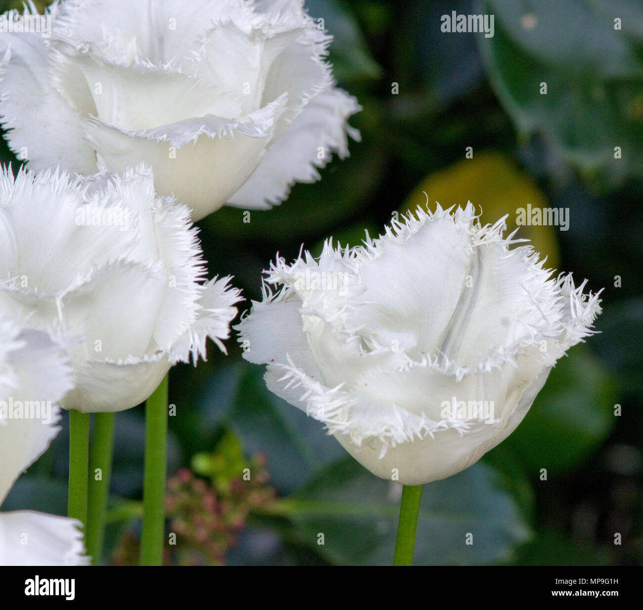 Tulip Honeymoon Stock Photo