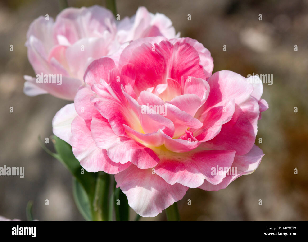 Tulip Angelique Stock Photo