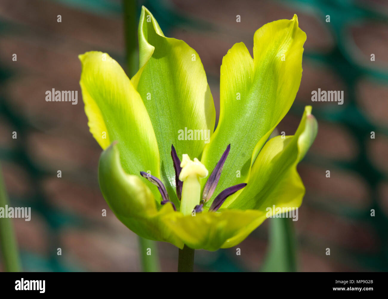 Tulip Formosa Stock Photo