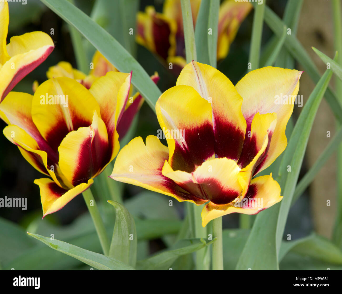 Tulip Gavota Stock Photo