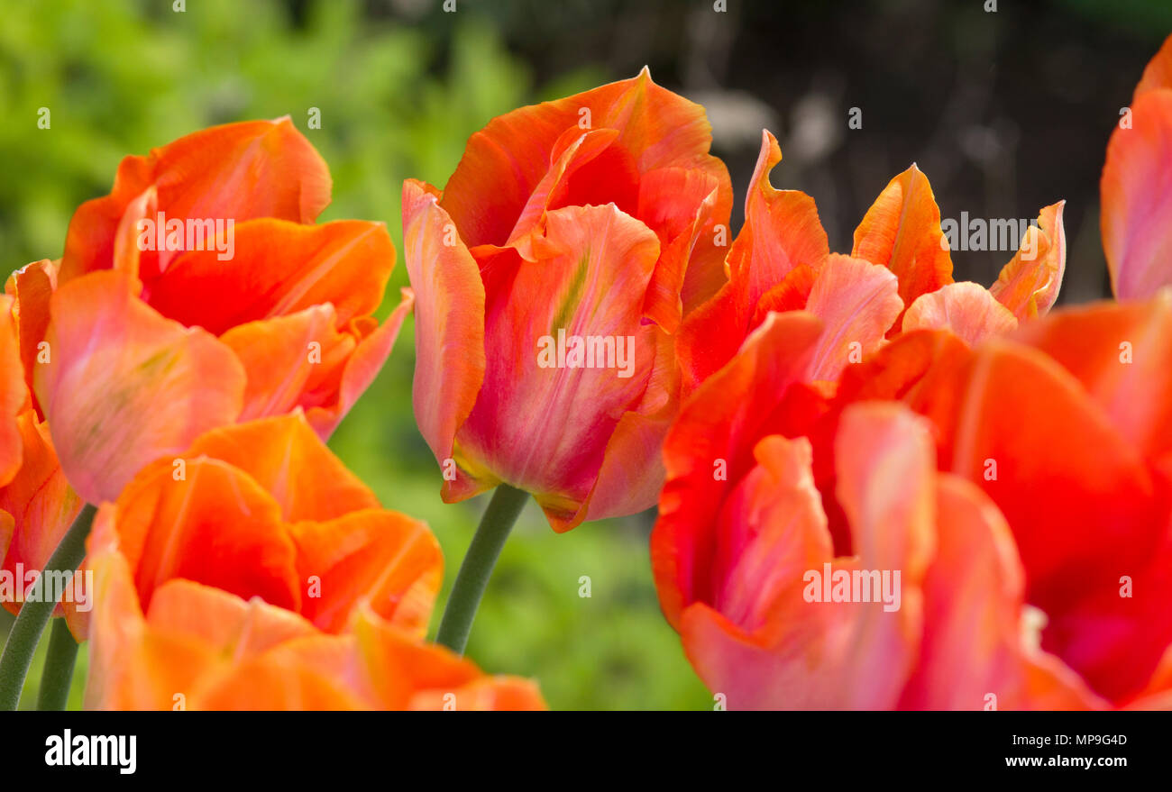 Tulip Amazon Stock Photo
