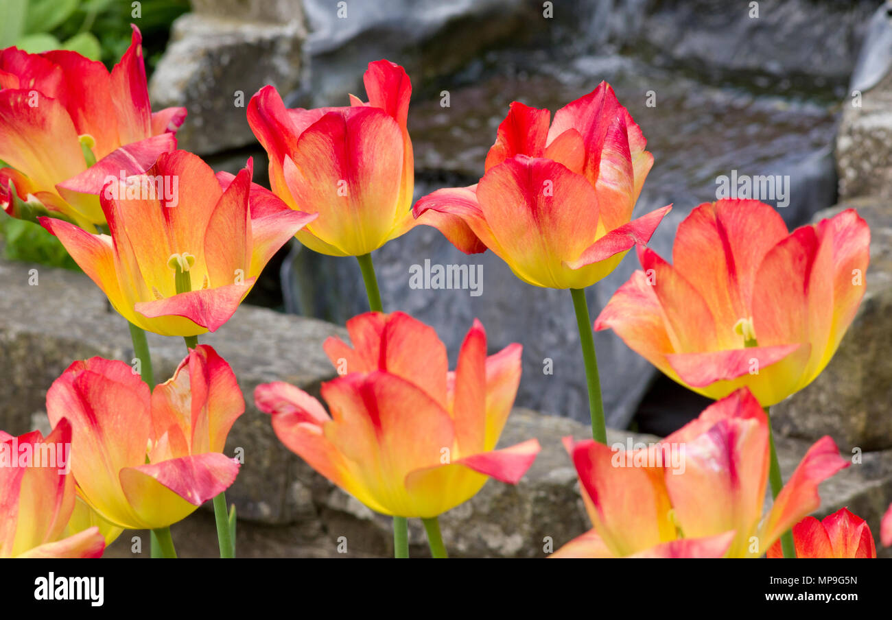 Tulip Suncatcher Stock Photo