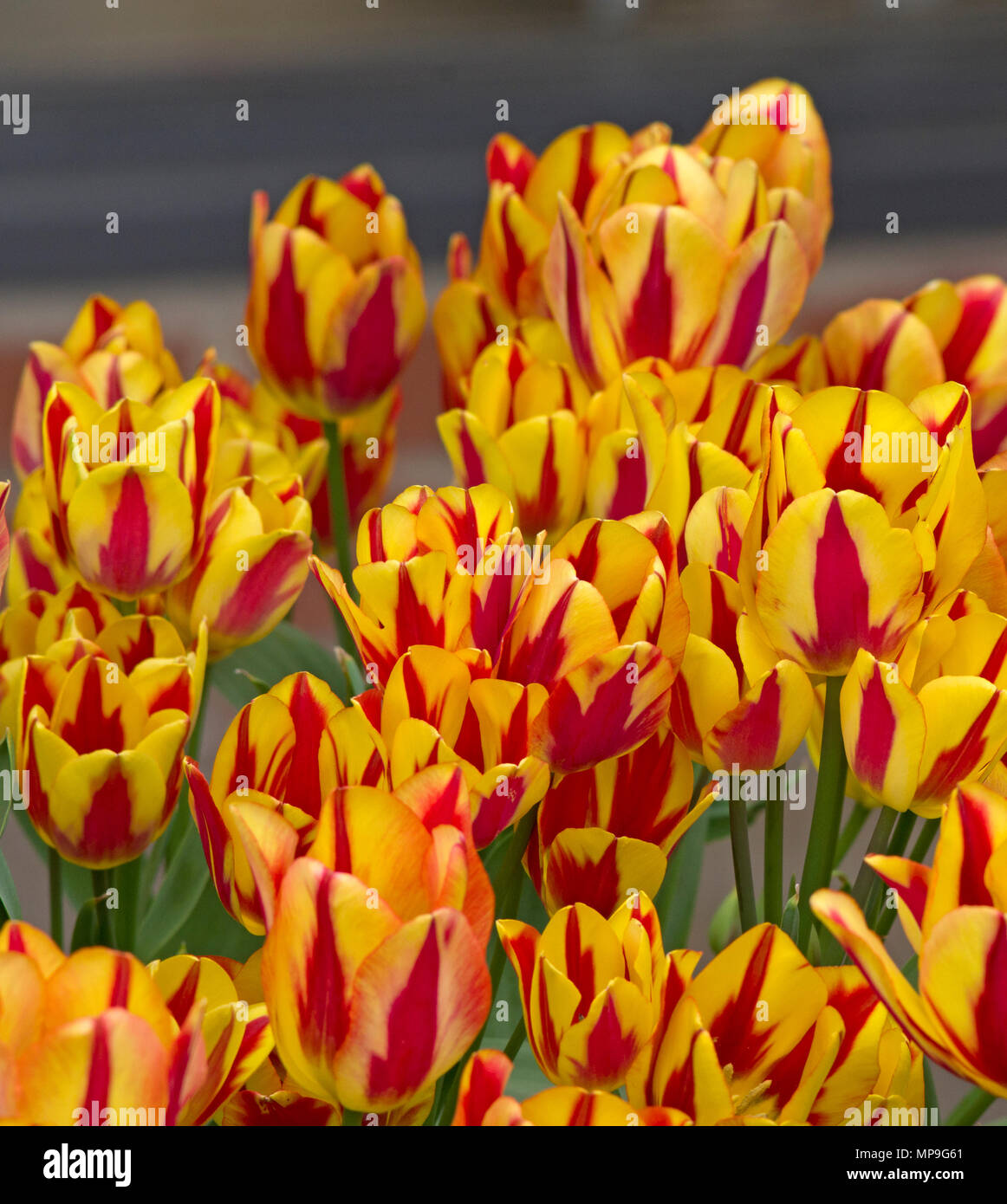Tulip Spectacle Stock Photo