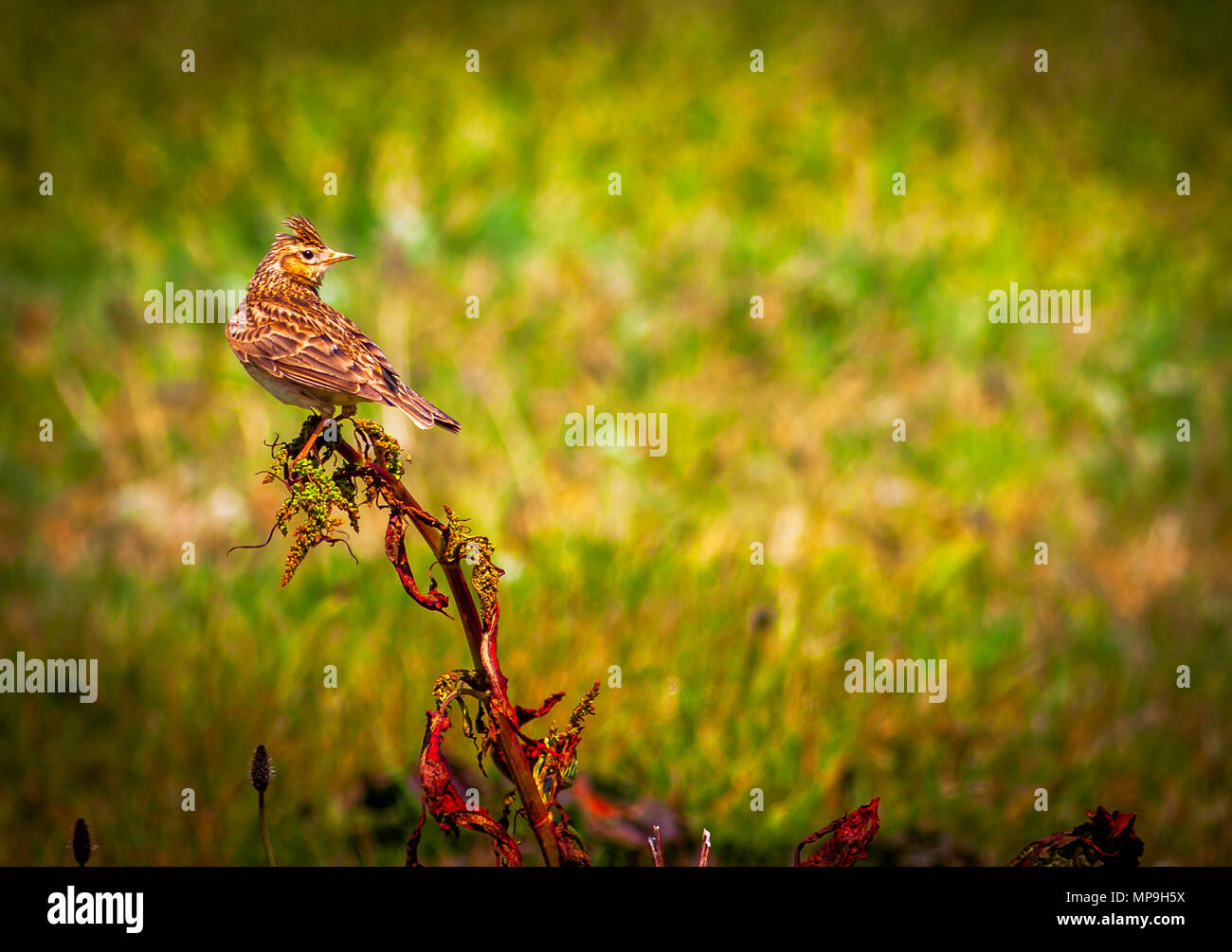 British Summer Skylark Stock Photo