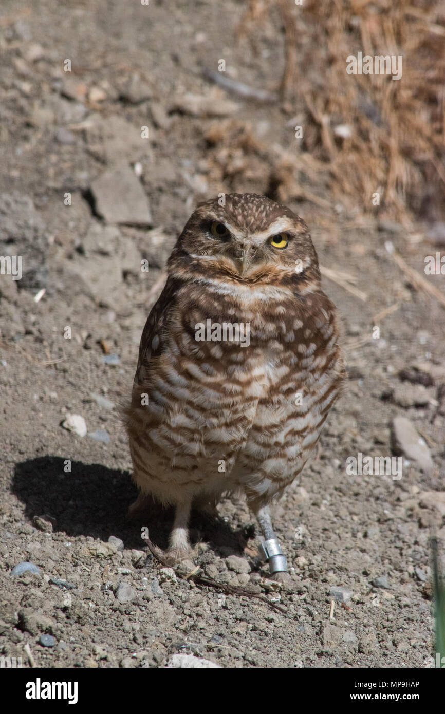 Long Legged Owl Stock Photos Long Legged Owl Stock Images Alamy