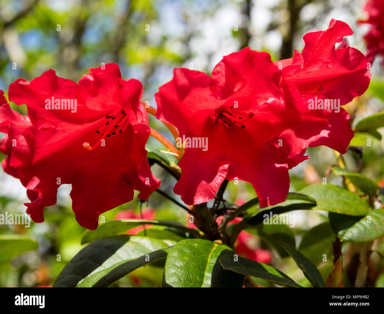 Red flowers arrayed in small trusses of the compact evergreen, Rhododendron 'Scarlet Wonder' Stock Photo