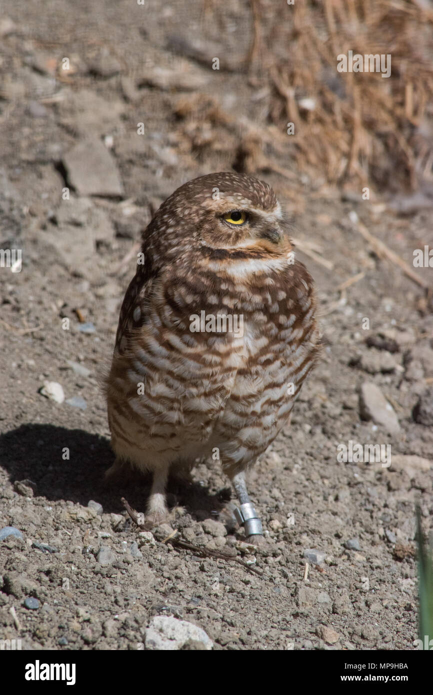 Burrowing Owl Athene Cunicularia Is A Small Long Legged Owl