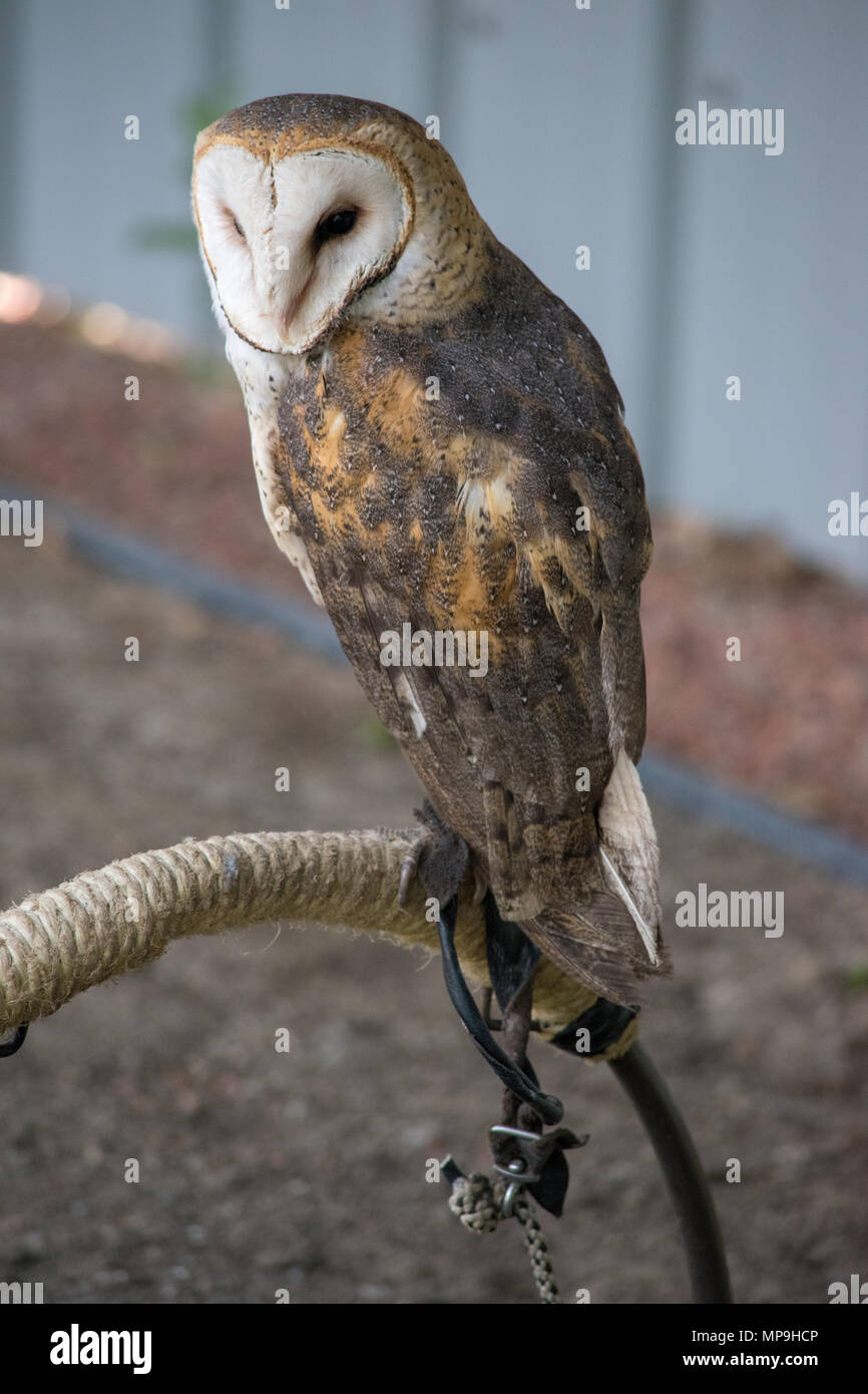 Birds of Prey Foundation