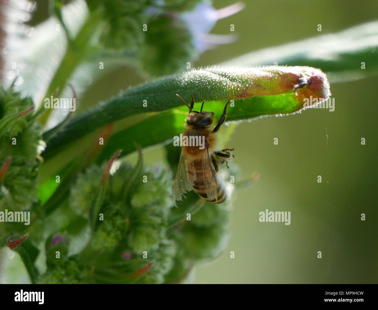 Honeybee - apis melilifera resting hanging on a leaf Stock Photo