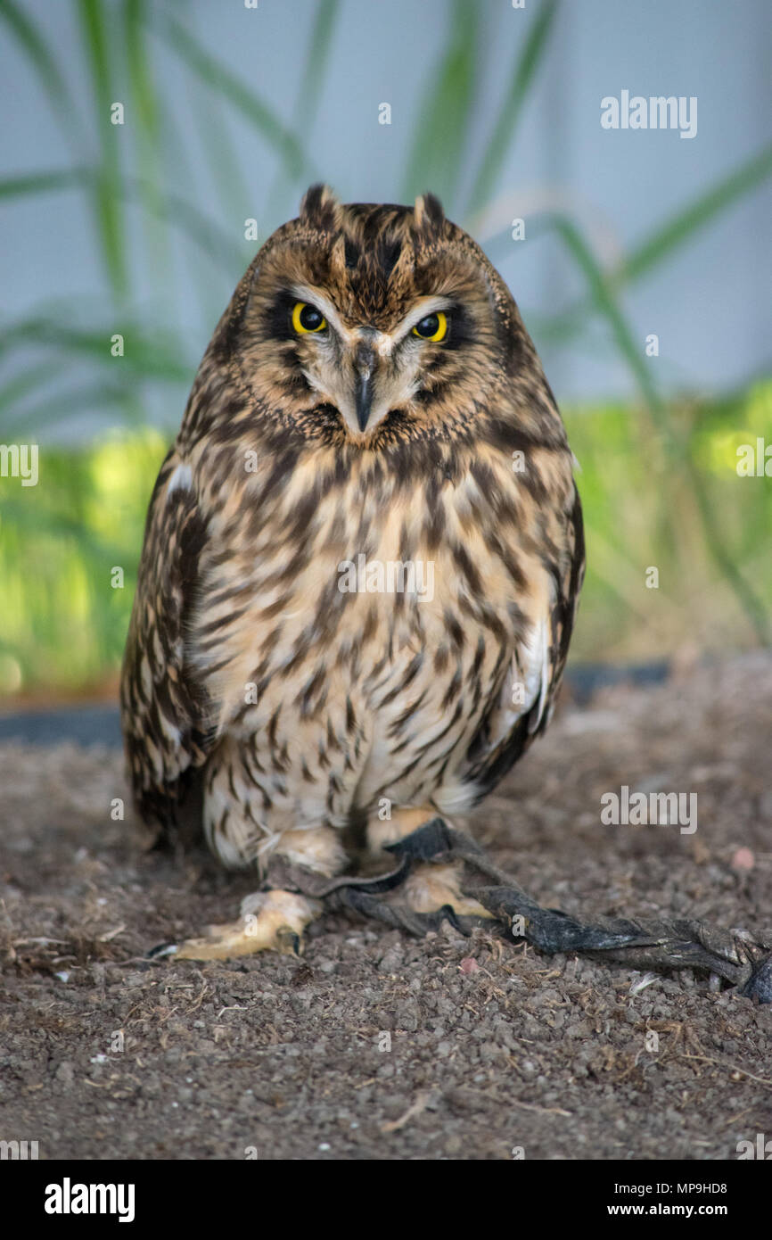 Short-eared owl (asio flammeus) is a species of typical owl (family Strigidae). Alberta Birds of Prey Foundation, Coaldale, Alberta. Stock Photo