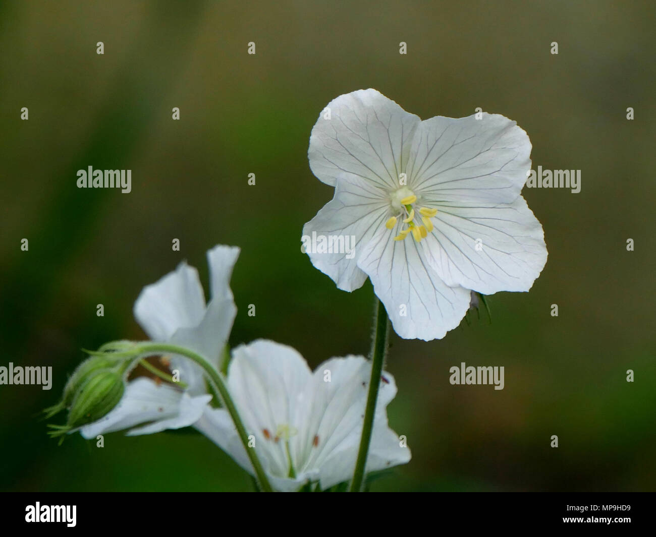 White wild Geranium -Geranium maculatum 'album' Stock Photo