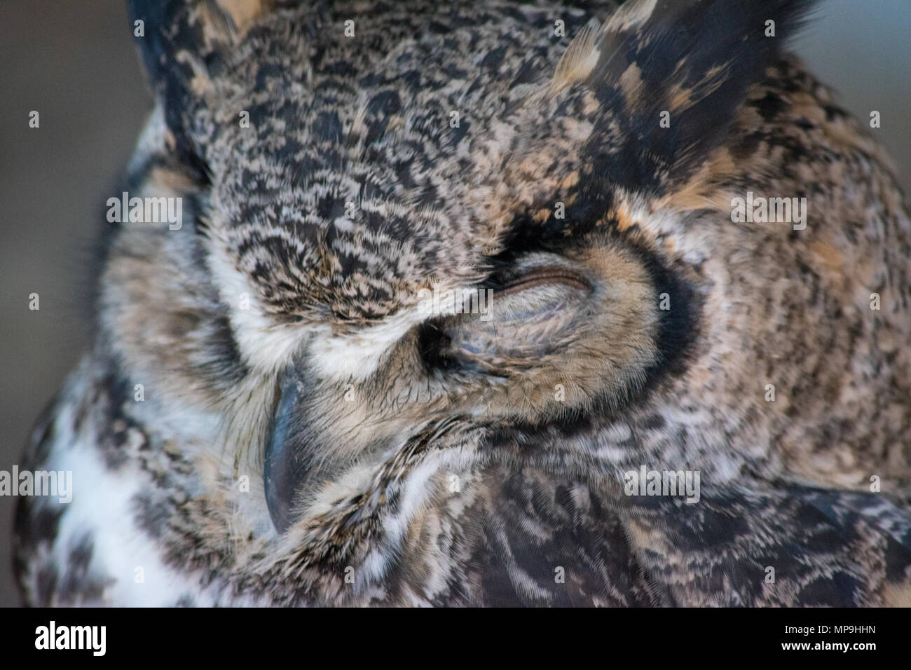 Sleeping Great Horned Owl (Bubo virginianus), also known as the tiger owl is a large owl native to the Americas. Stock Photo