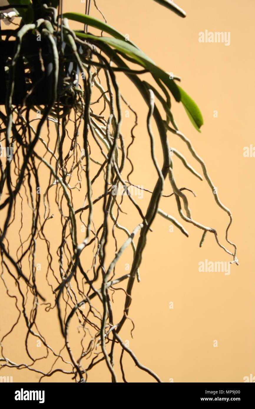 Pile root system hi-res stock photography and images - Alamy