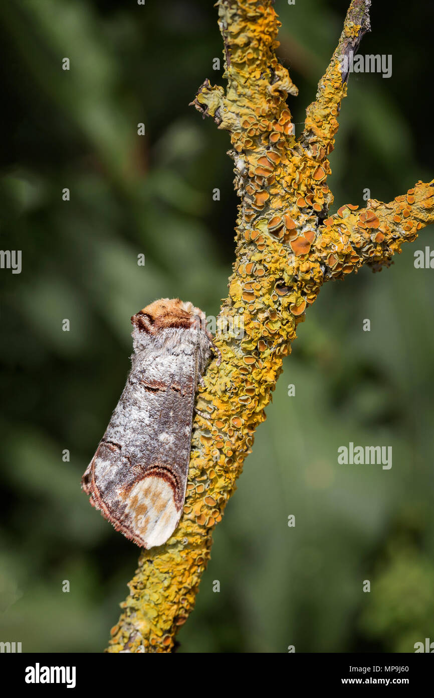 Buff Tip Moth (Phalera bucephala) Stock Photo
