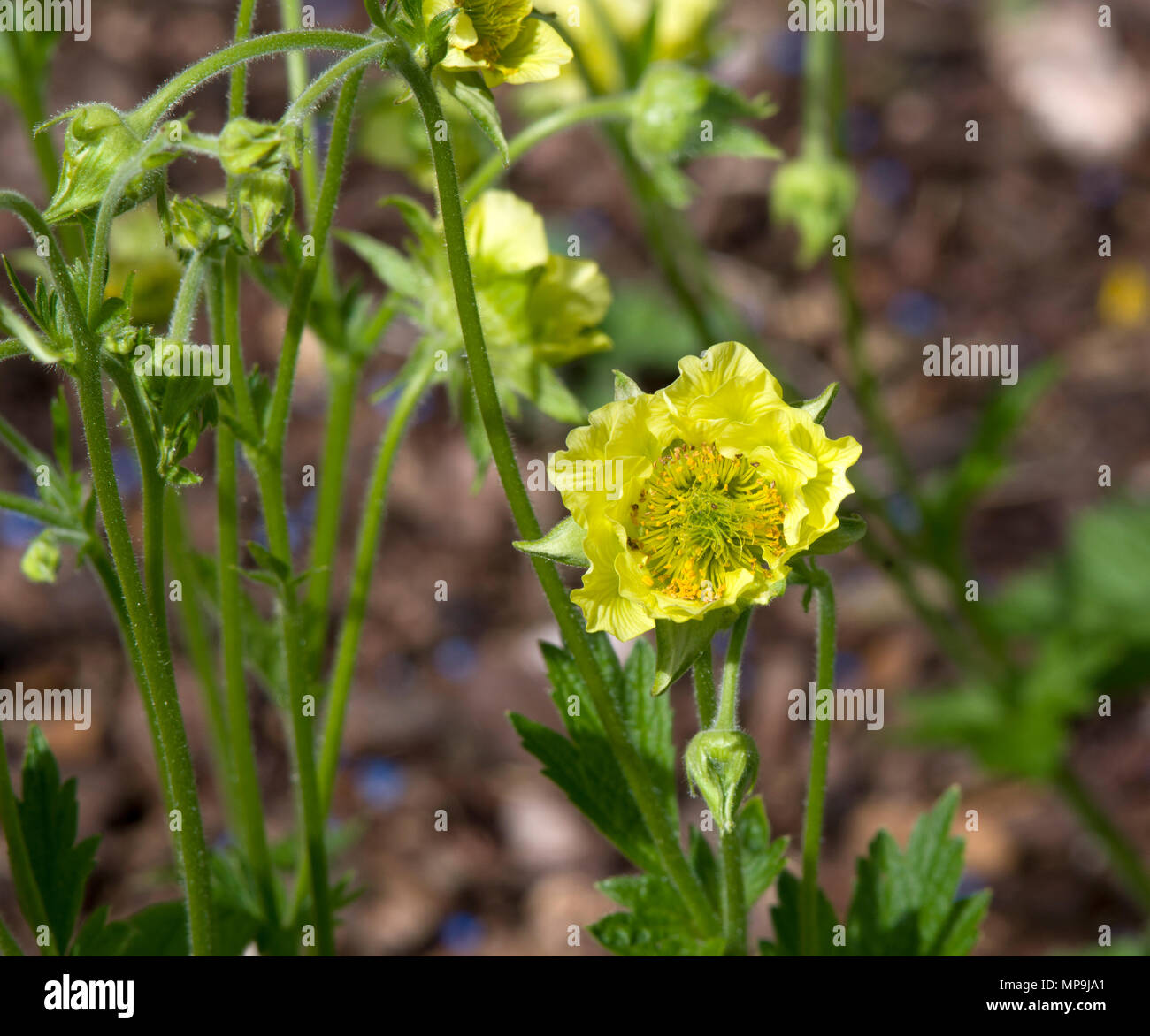 Geum Banana Daiquiri Stock Photo Alamy