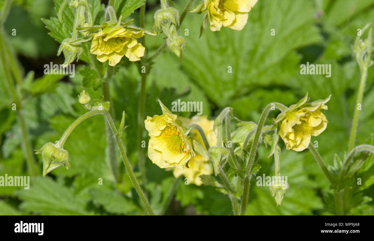 Geum Banana Daiquiri Stock Photo Alamy