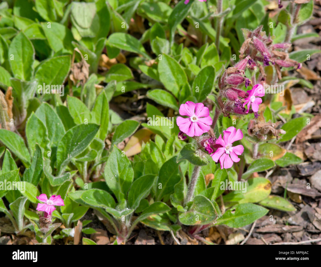 Silene dioica 'Rollie's Favorite Stock Photo