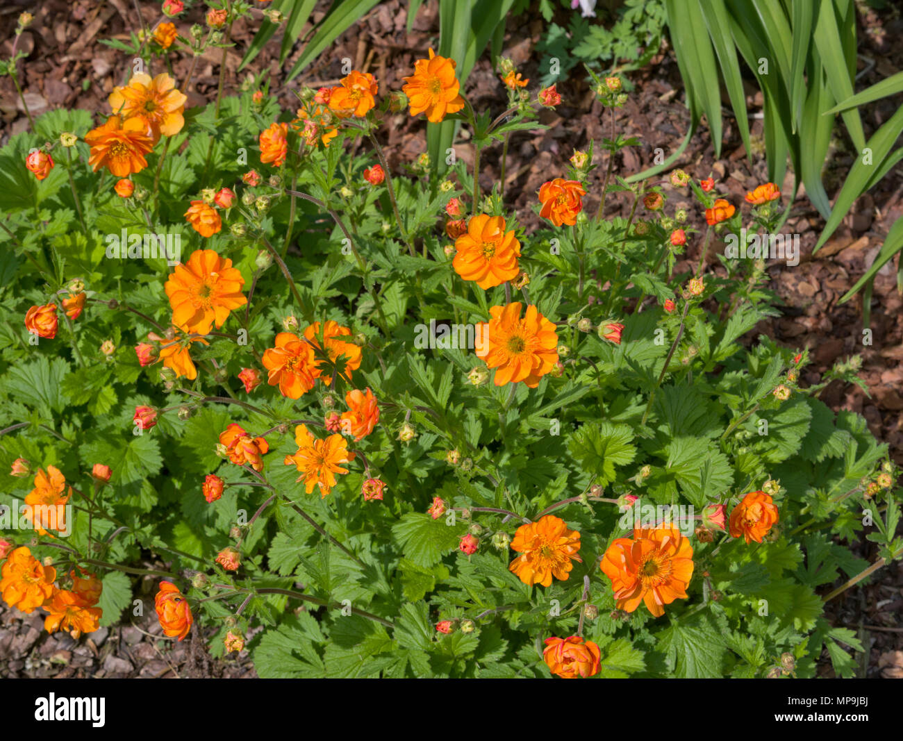 Geum Firestorm Stock Photo Alamy