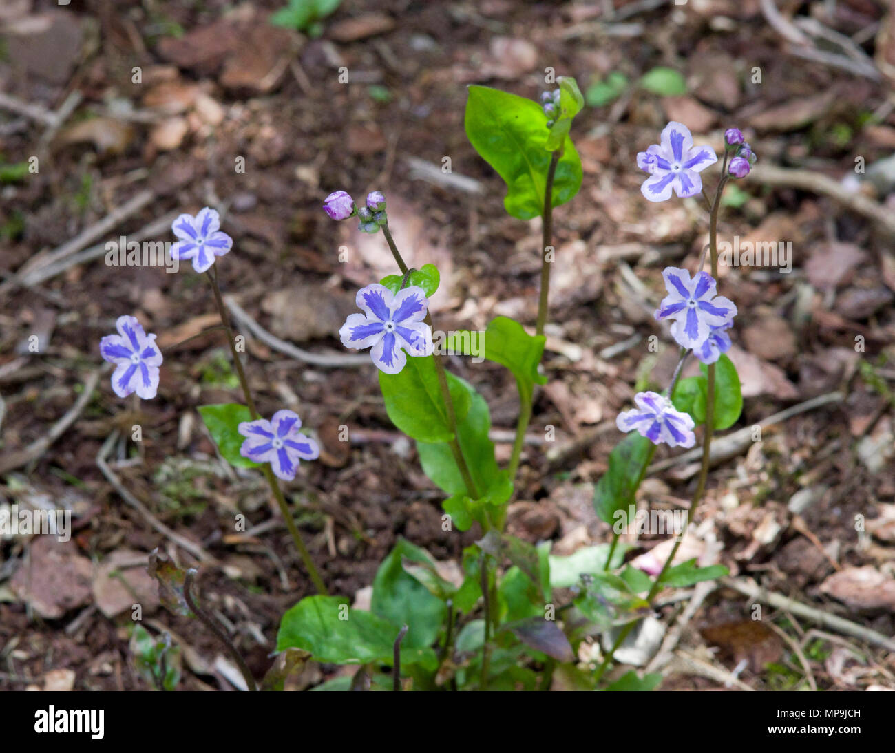 Omphalodes cappadocica Starry Eyes Stock Photo