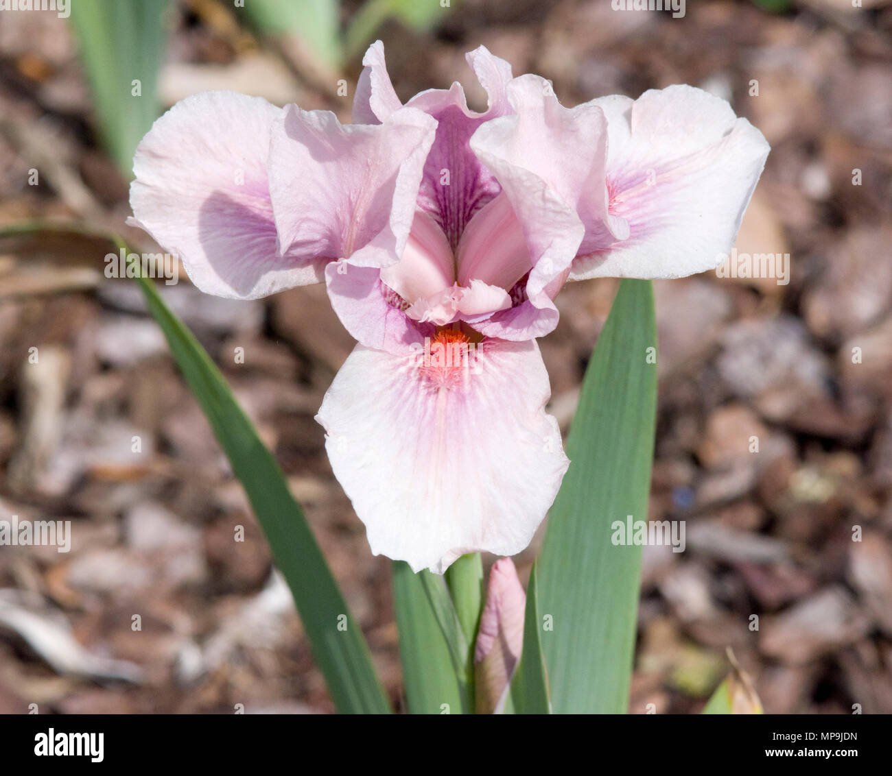 Iris Raspberry Blush Stock Photo