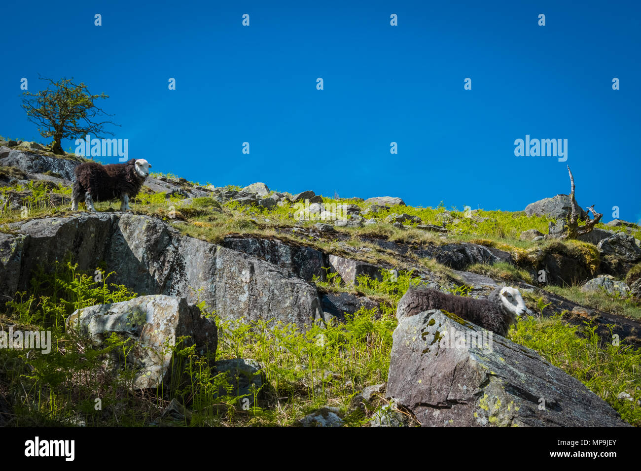 Mountain sheep lookout across the Cumbrian hillside in the Lake District, UK Stock Photo